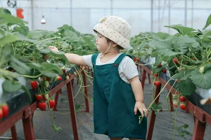 Vietnamese child picking strawberries